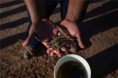 Biomass Steam Boilers Leading The Way in Sustainable Energy For Aquaculture